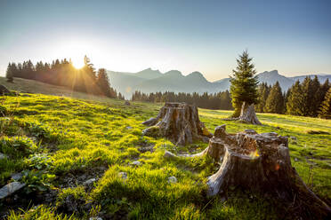 Tree stumps illuminated by setting sun - DLF00067