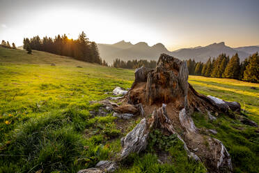 Tree stump illuminated by setting sun - DLF00068