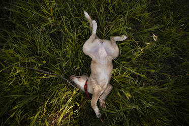 Dog lying on grass - ACPF01239