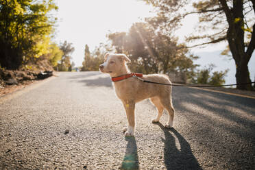 Hund mit Haustierhalsband und Leine auf der Straße stehend - ACPF01243