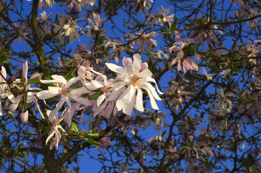 Blüten der Sternmagnolie (Magnolia stellata) - JTF01865