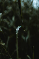 Plant with thin stem and tiny pure water drops on curved leaf growing in woods on blurred background - ADSF24617