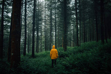 Unbekannter Tourist in Oberbekleidung mit Kapuze steht auf einem Weg zwischen Pflanzen und hohen Bäumen im Wald - ADSF24618
