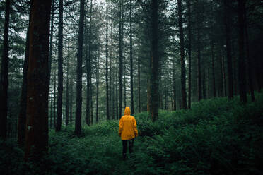 Unrecognizable tourist in outerwear with hood standing on pathway among plants and high trees in forest - ADSF24618