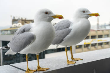 Möwen auf der Reling - TAMF03005