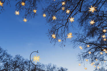 Illuminated Christmas stars hanging in tree branches - GWF07034