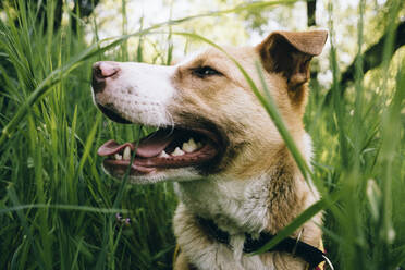 Mixed breed rescue dog looking away amidst meadow during springtime - MMFF01307