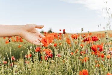 Mittlere erwachsene Frau berührt Mohnblume - MGRF00238