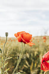 Red poppy flower at agricultural field - MGRF00239