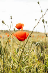 Red poppy flowers in field during sunny day - MGRF00240