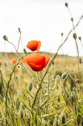 Rote Mohnblumen im Feld an einem sonnigen Tag - MGRF00240