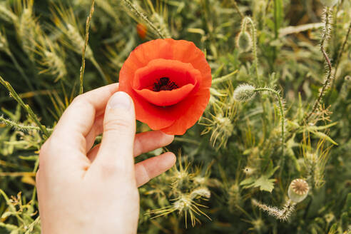 Frau berührt rote Mohnblume auf einem Feld an einem sonnigen Tag - MGRF00241