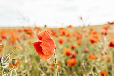 Rote Mohnblume, die durch den Wind auf einem landwirtschaftlichen Feld verweht wird - MGRF00242