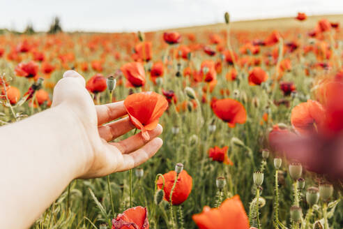 Mid adult woman touching red flower at poppy field - MGRF00248