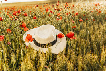 Hut inmitten von Mohnblumen auf einem Feld - MGRF00252