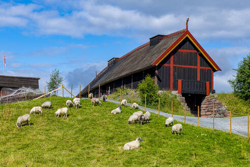 Schafe grasen neben dem alten Haus auf dem mittelalterlichen Bauernhof Stiklastadir, Stiklestad, Norwegen - RUNF04495
