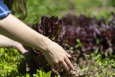 Frau erntet frische Salatblätter im Garten - SBOF03799