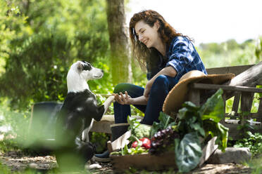 Dog giving paws to female owner sitting on bench in garden - SBOF03809