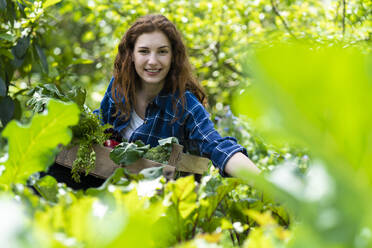 Smiling woman harvesting fresh organic vegetables in garden - SBOF03822