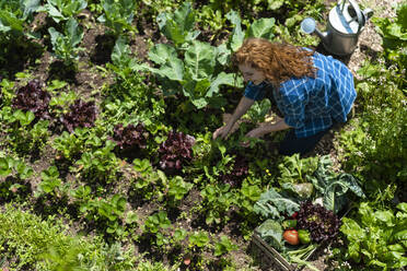 Frau erntet Gemüse im Bio-Garten an einem sonnigen Tag - SBOF03823