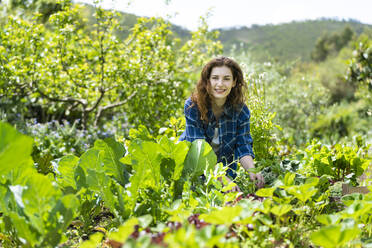 Smiling young woman harvesting organic vegetables in garden - SBOF03825