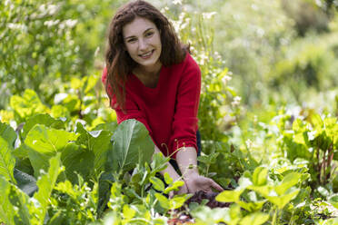 Woman harvesting salad leaves in garden - SBOF03828