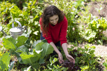 Junge Frau pflückt Salatblätter im Garten - SBOF03829