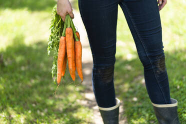 Frau hält ein Bündel frischer Karotten im Garten - SBOF03830