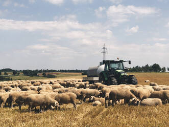 Eine Schafherde weidet auf einem Feld mit einem Traktor im Hintergrund - PUF01966