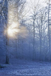 Untergehende Sonne, die durch die Äste der kahlen Bäume des Pfälzerwaldes im Winter scheint - GWF07035