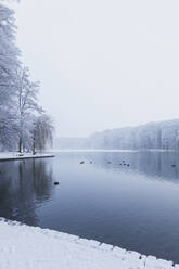 Birds swimming in Adenauer Weiher during winter - GWF07039