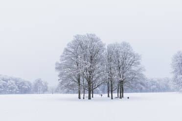 Leerer schneebedeckter Park im Winter - GWF07041