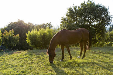 Horse grazing on sunny day - WPEF04582