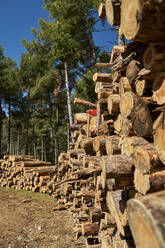 Stapel von Baumstämmen in der Holzindustrie - VEGF04594