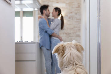 Hund schaut auf Besitzerpaar, das sich in der Küche umarmt - EIF01090
