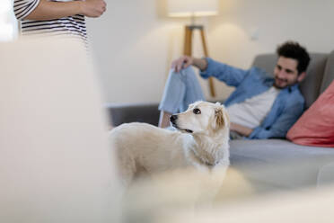 Cute white dog looking at owner in living room at home - EIF01122