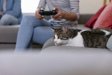 Katze liegt auf dem Sofa neben einer Frau, die im Wohnzimmer mit einem Joystick spielt - EIF01132