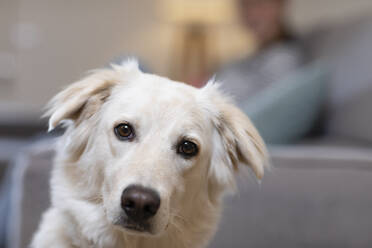 Cute white dog in living room at home - EIF01144