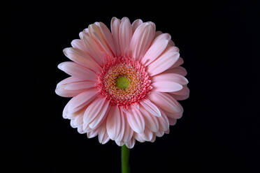 Studioaufnahme einer rosa blühenden Gerbera-Blume - JTF01867