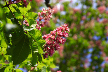 Blüten des Kastanienbaums im Frühling - JTF01868