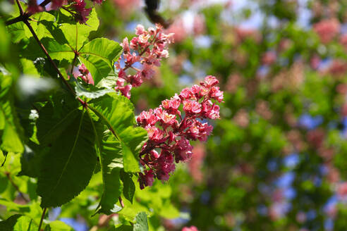 Blossoms of chestnut tree in spring - JTF01868