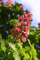 Blüten des Kastanienbaums im Frühling - JTF01869