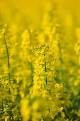 Oilseed rapes blooming in spring - JTF01871