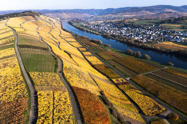 Deutschland, Rheinland-Pfalz, Blick aus dem Hubschrauber auf die Mosel und die umliegenden Weinberge im Herbst - AMF09188