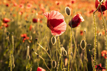 Poppies blooming in meadow - FCF01967