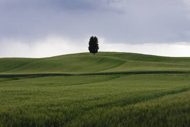 Grünes Grasland im Frühling mit einem einsamen Baum im Hintergrund - FCF01971