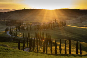 Treelined road winding across rolling landscape at sunset - FCF01973