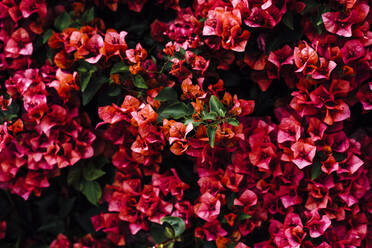 Frische rote Bougainvillea blüht im Garten - ACTF00089