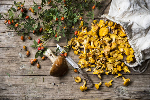 Rose hips, single porcini mushroom, kitchen knife and sack of chantarelles - HHF05612