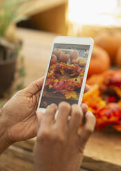 Nahaufnahme eines Floristen mit Smartphone beim Fotografieren eines Herbstgestecks - CAIF30558